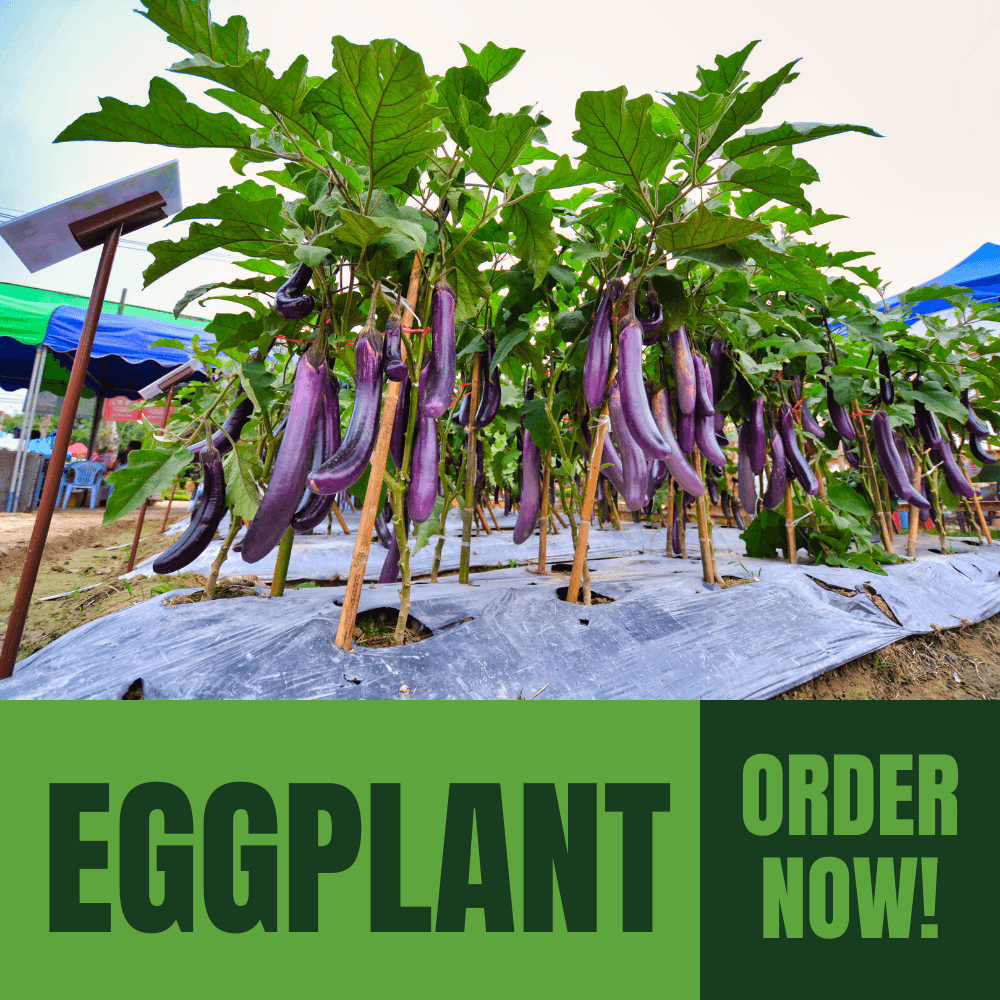 Eggplant