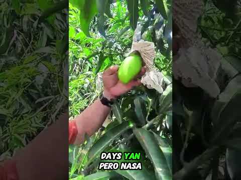 AgriGoPro testimonial — Mango