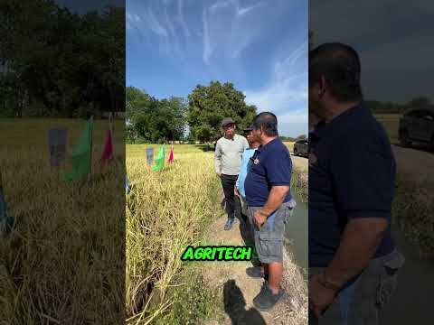 AgriGoPro testimonial — Hybrid rice